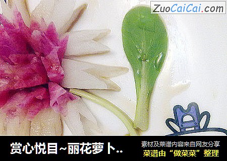 赏心悦目~丽花萝卜O(∩_∩)O~