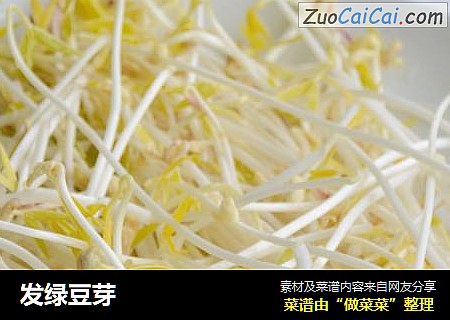 发绿豆芽