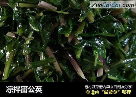 凉拌蒲公英