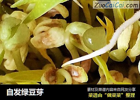 自发绿豆芽