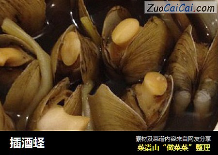插酒蛏