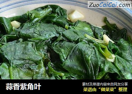 蒜香紫角叶