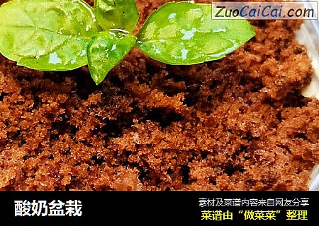酸奶盆栽