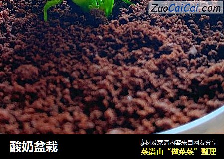 酸奶盆栽