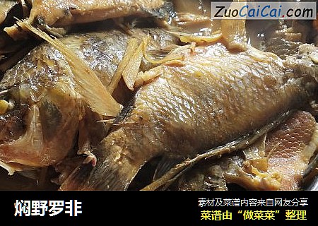 焖野罗非
