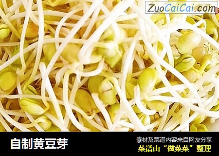 自制黄豆芽