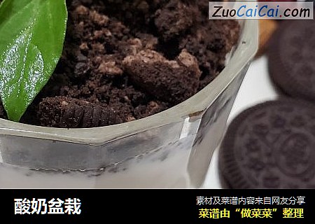 酸奶盆栽