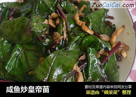 咸鱼炒皇帝苗