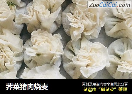 荠菜猪肉烧麦