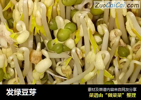 发绿豆芽
