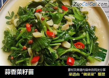 蒜香菜籽苗