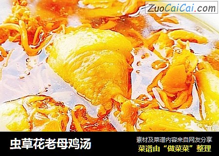 虫草花老母鸡汤