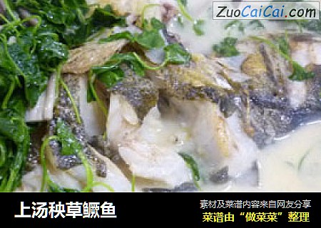 上汤秧草鳜鱼