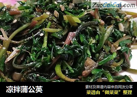 凉拌蒲公英