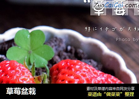 草莓盆栽