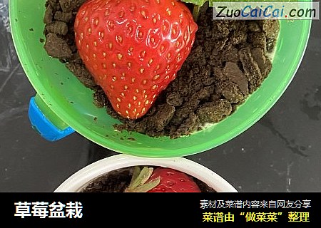 草莓盆栽