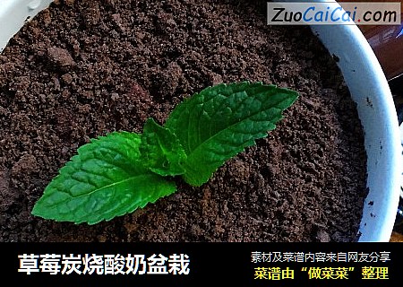 草莓炭烧酸奶盆栽
