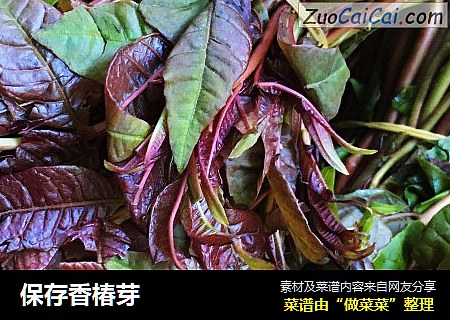 保存香椿芽