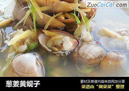 葱姜黄蚬子