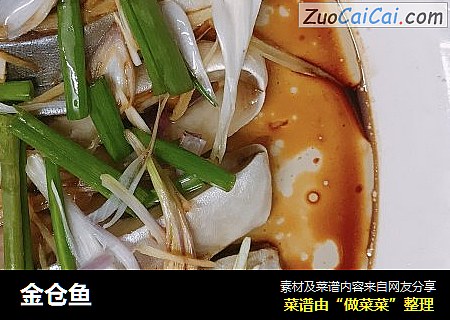 金仓鱼