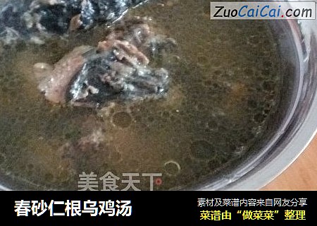 春砂仁根乌鸡汤