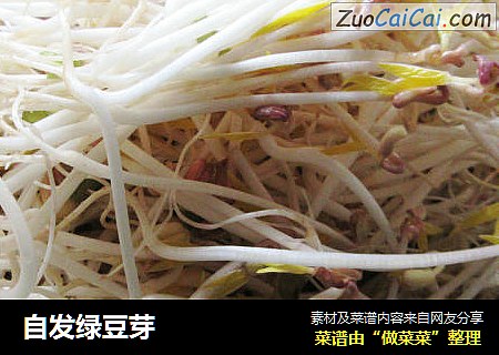 自发绿豆芽