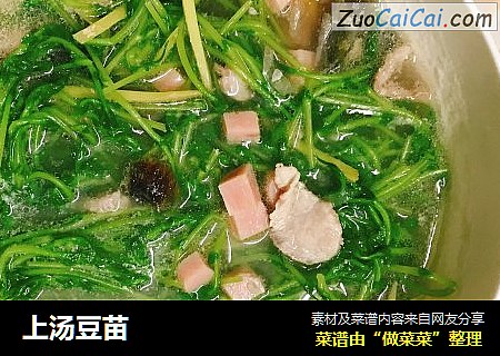 上汤豆苗