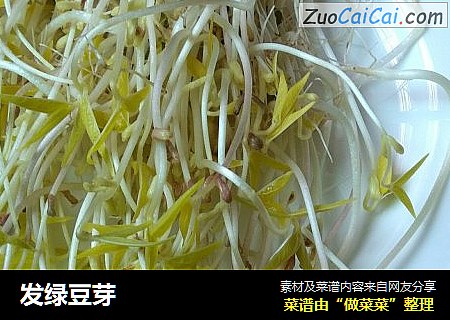 发绿豆芽