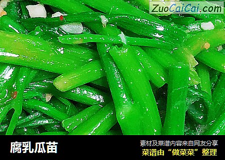 腐乳瓜苗