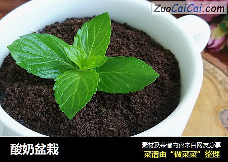 酸奶盆栽