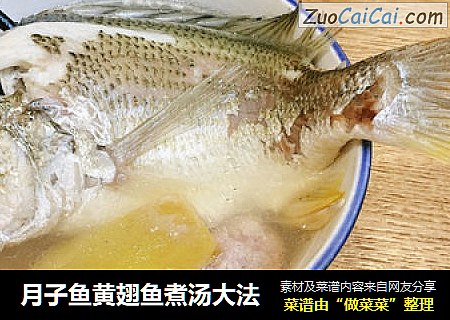 月子鱼黄翅鱼煮汤大法