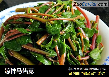 凉拌马齿苋