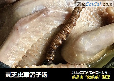 灵芝虫草鸽子汤