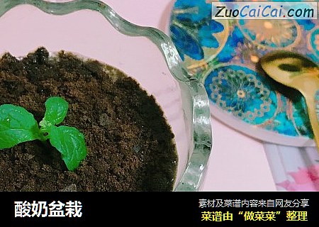 酸奶盆栽