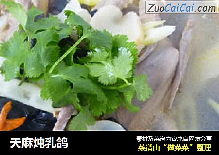 天麻炖乳鸽
