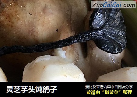 灵芝芋头炖鸽子