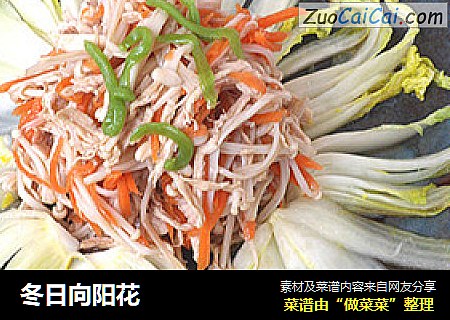 冬日向阳花