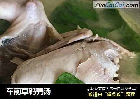 车前草鹌鹑汤