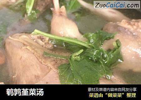 鹌鹑堇菜汤