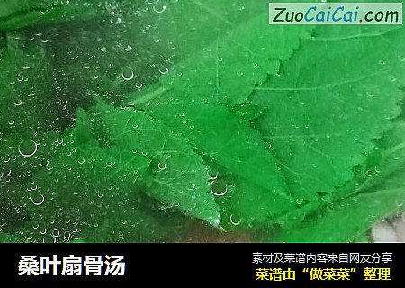 桑叶扇骨汤