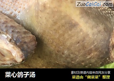 菜心鸽子汤