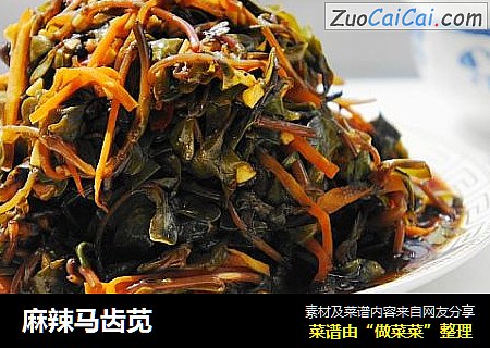 麻辣马齿苋