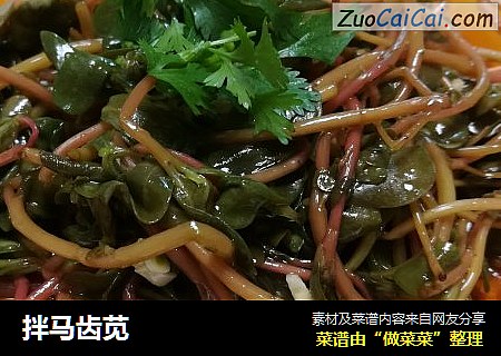 拌马齿苋