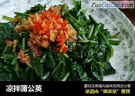 凉拌蒲公英