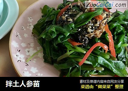 拌土人参苗
