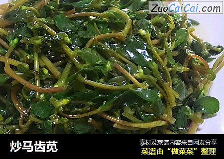 炒马齿苋