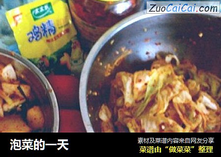 泡菜的一天