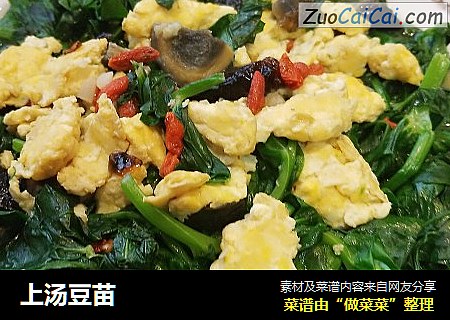 上汤豆苗