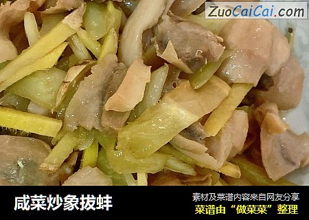 咸菜炒象拔蚌