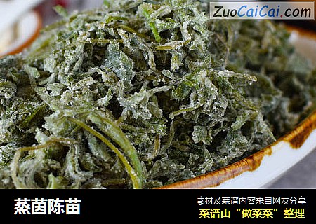 蒸茵陈苗